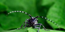 Asian Longhorned Beetle - photo by Kyle T. Ramirez