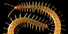 image: centipede: Strigamia maritima