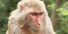 Rhesus macaque - photo by Einar Fredriksen