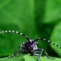 Asian Longhorned Beetle - photo by Kyle T. Ramirez