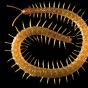 image: centipede: Strigamia maritima