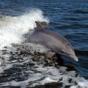 A dolphin surfs the wake of a research boat on the Banana River. Photo credit: NASA